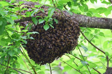 Apis mellifera kafkasya arı sürüsü Kuzey Kafkasya 'nın eteklerindeki yaban eriği yaz ormanlarının yeşil dalları üzerinde                               