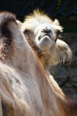 Bir deve portresi. Camelus dromedarius Kuzey Kafkasya 'nın eteklerinde başını sallıyor.                               