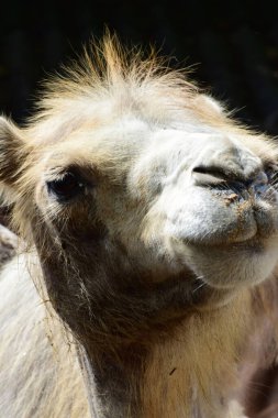  Kuzey Kafkasya 'nın eteklerinde büyük gözlü bir Camelus dromedarius beyaz-kahverengi deve portresi                              