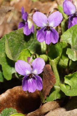  Viola kaninalı Makro bahar menekşesi mor çiçekler ve yeşil yapraklar Kuzey Kafkasya 'nın eteklerinde yetişiyor.                             