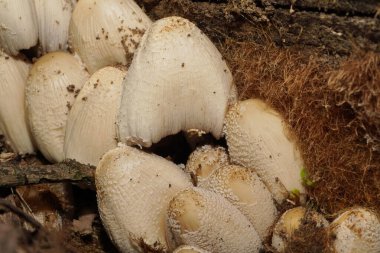 Kuzey Kafkasya 'nın eteklerinde, orman tabanında büyüyen Kopenhag radyan mantarları.                              