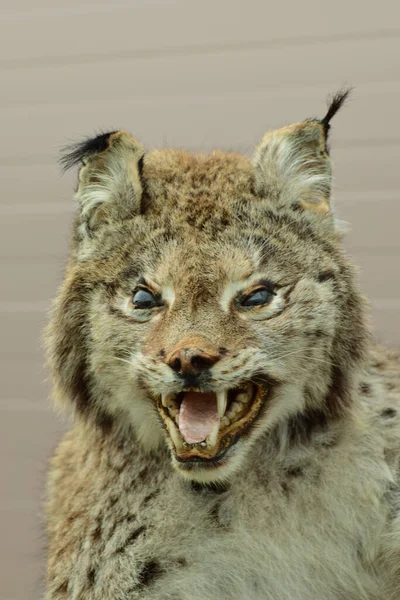 Retrato Gato Castanho Caucasiano Lynx Lince Com Borlas Nas Orelhas — Fotografia de Stock