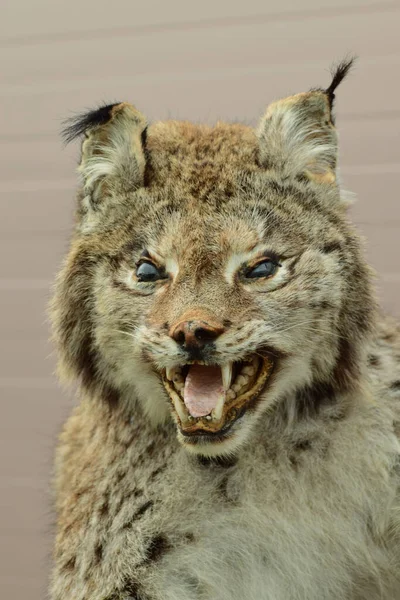 Retrato Gato Branco Lince Lynx Com Borlas Nas Orelhas Dentes — Fotografia de Stock