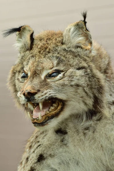 Portrait Caucasian Spotted Fanged Cat Lynx Lynx Spotty Color Tassels — Stock Photo, Image