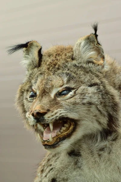 Wild Mountain Cat Lynx Lynx Tassels Ears Fangs Inhabiting Mountains — Stock Photo, Image