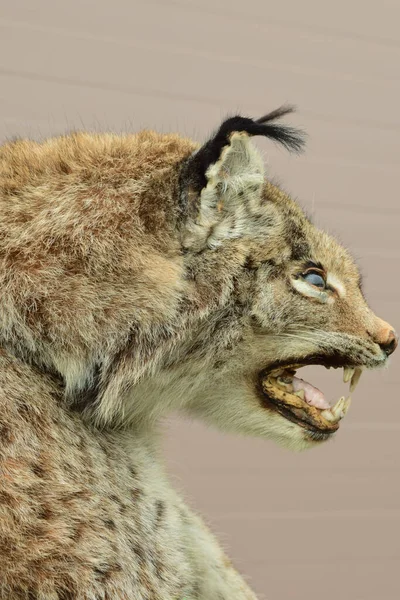 Vad Hegyi Macska Lynx Hiúz Bojtos Fül Fogak Lakott Hegyek — Stock Fotó