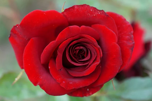 Close Uma Flor Rosa Branca Florescente Vermelha Com Pétalas Espirais — Fotografia de Stock