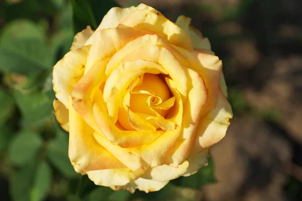 Rosa Amarilla Con Pétalos Espiral Sobre Fondo Verde Que Crece — Foto de Stock