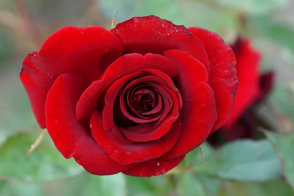 Close Uma Flor Rosa Florescente Vermelha Com Pétalas Espirais Fundo — Fotografia de Stock