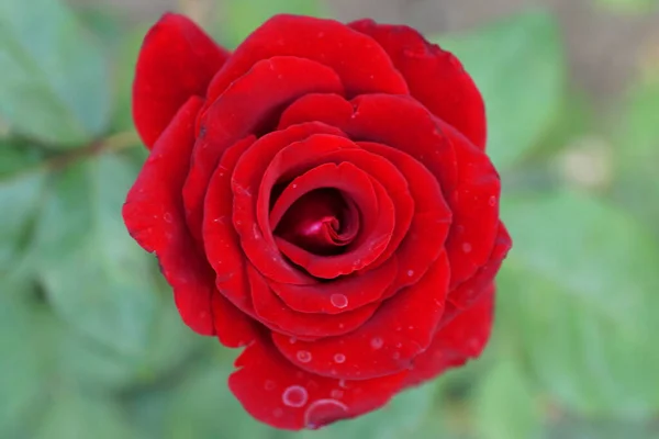 Κόκκινο Λουλούδι Εκκολαπτόμενο Του Καυκάσου Αυξήθηκε Πέταλα Πράσινο Φόντο Στους — Φωτογραφία Αρχείου