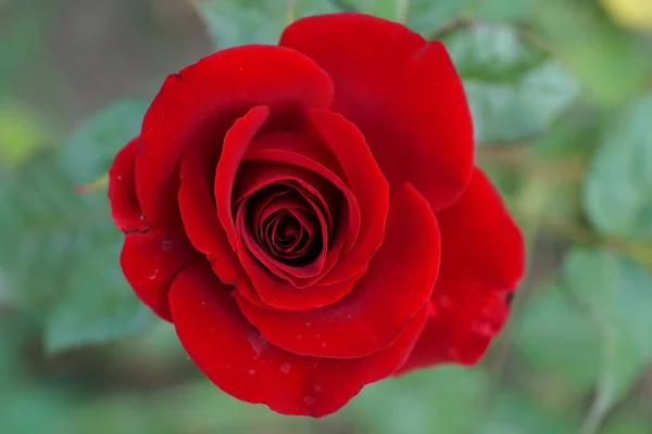 Flor Rosa Brotamento Vermelho Com Pétalas Espirais Fundo Verde Crescendo — Fotografia de Stock