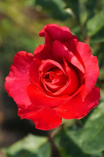 Red budding rose flower with spiral petals with green leaves on a green background in the foothills of the Caucasus