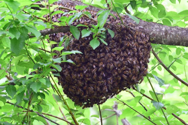 Departure Young Bee Swarm Apis Mellifera Caucasia Foothill Forest North — Stock Photo, Image