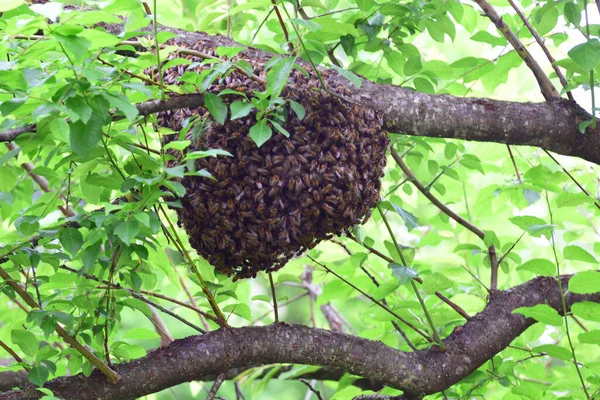 Abflug Eines Jungen Bienenschwarms Apis Mellifera Caucasia Vorgebirgswald Des Nordkaukasus — Stockfoto
