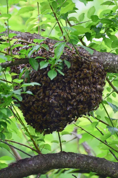 Bienenschwarm Apis Mellifera Caucasia Den Ästen Eines Baumes Vorgebirgswald Des — Stockfoto