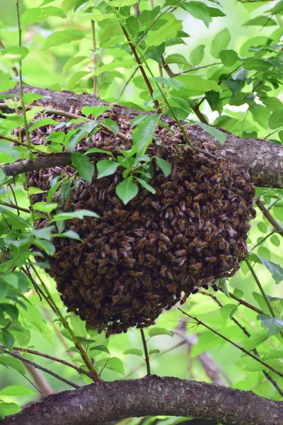 Yaz arı sürüsü Apis mellifera kafkasya Kuzey Kafkasya ormanının eteklerindeki yeşil erik dalları üzerinde                               