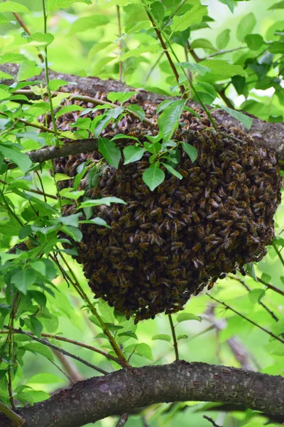 Kuzey Kafkasya 'nın eteğindeki bir ormanda, ağaçta yetişen Apis mellifera kafkas arı kovanının üremesi.                               