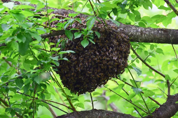  Arı sürüsü Apis mellifera Kafkasya Kuzey Kafkasya ormanının eteklerindeki yeşil erik dalları üzerinde                              