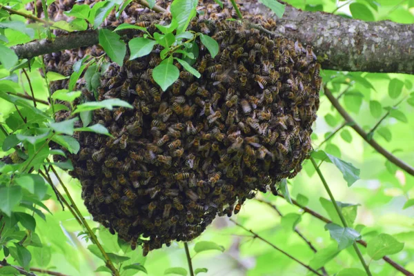 Arı sürüsü Apis mellifera kafkasya Kuzey Kafkasya 'nın eteklerindeki bir ağaçta                              