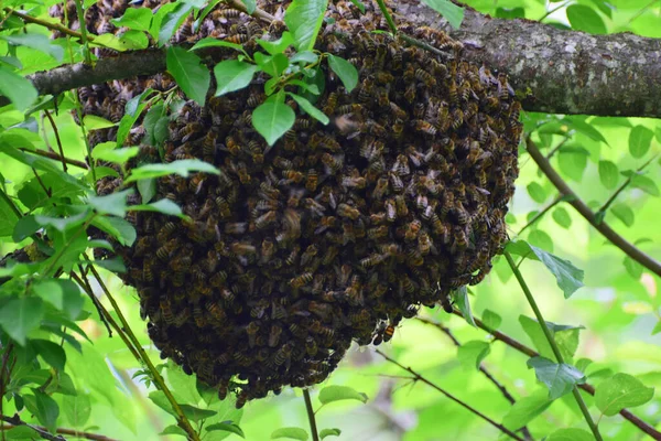 Genç arı sürüsü Apis mellifera kafkasya Kuzey Kafkasya ormanının eteklerindeki yaban eriği dalları üzerinde                               