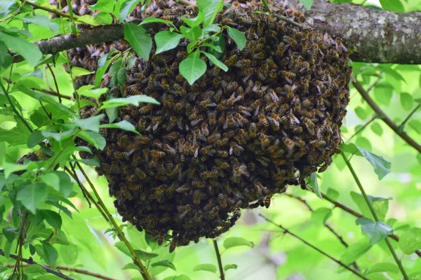 Kuzey Kafkasya 'nın eteklerindeki bir ağacın dallarında genç arı sürüsü Apis mellifera kafkasya                               