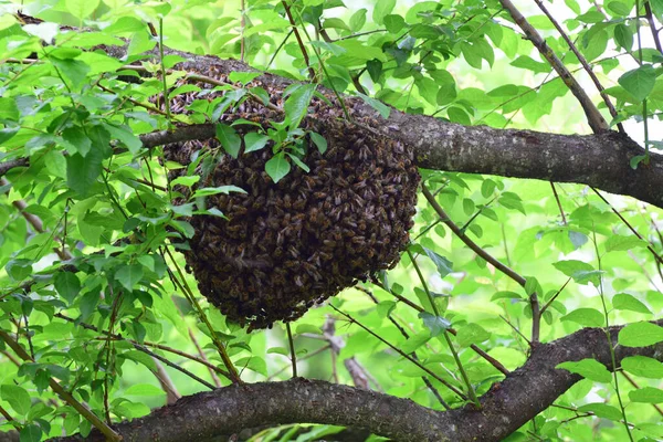 Enjambre Abejas Apis Mellifera Caucasia Cuelga Verano Las Ramas Verdes — Foto de Stock