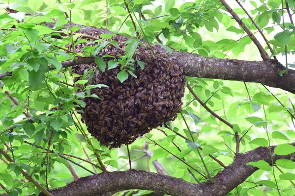 Arı sürüsü Apis mellifera Kafkasya yazın Kuzey Kafkasya 'nın eteklerindeki yaban eriği ağacının yeşil dallarına asılır.                               