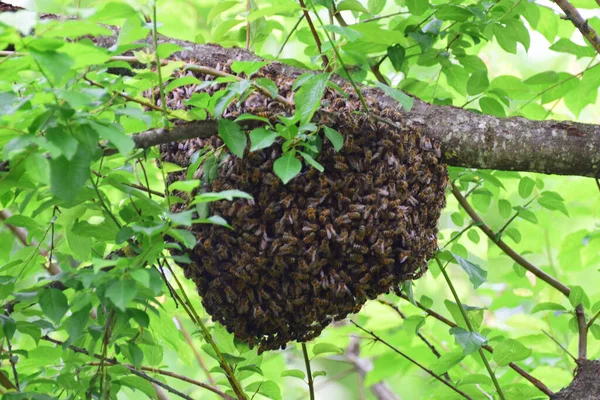 Arı sürüsü Apis mellifera kafkasya Kuzey Kafkasya 'nın eteklerindeki kiraz eriği ağacının yeşil dallarına asılır.