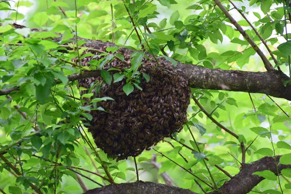 Arı sürüsü Apis mellifera Kafkasya Kuzey Kafkasya 'nın eteklerindeki kiraz eriği ağacının yeşil dallarında                               