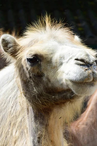 Kafkasya 'nın eteklerinde kafasını sallayan beyaz bir deve portresi.                               