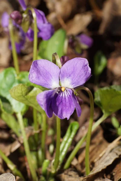 Menekşe çiçeklerine yakın çekim Kuzey Kafkasya 'nın eteklerindeki ormanda yetişen Viola Canina moru