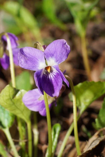  Viola Canina 'nın Macro' su Kuzey Kafkasya 'nın eteklerinde yetişen mor çiçekler ve yeşil yapraklarla birlikte bahar menekşesi.                             