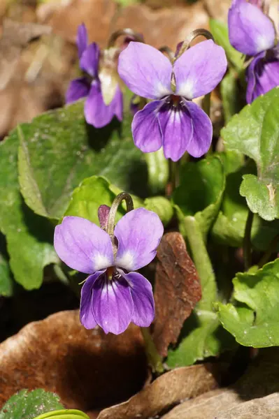  Viola kaninalı Makro bahar menekşesi mor çiçekler ve yeşil yapraklar Kuzey Kafkasya 'nın eteklerinde yetişiyor.                             
