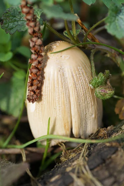 北考卡苏山麓森林地面开花的春季小菇黄花的特写 — 图库照片