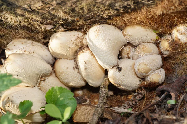 Close-up of young light brown mushrooms Coprinus radians growing in the forest floor in the foothills of the North Caucasu