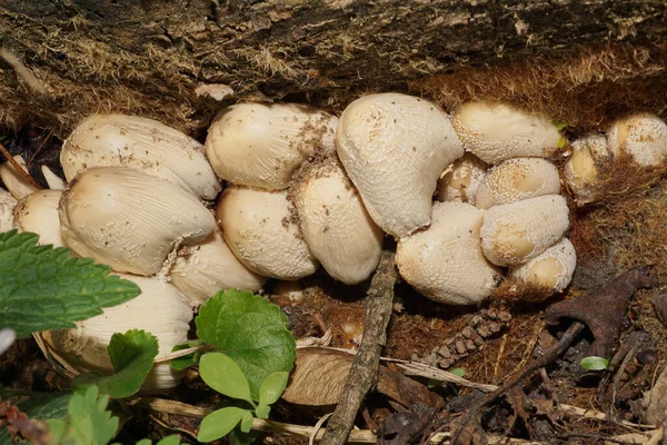 Close-up of spring light brown mushrooms Coprinus radians growing in the forest floor in the foothills of the North Caucasus