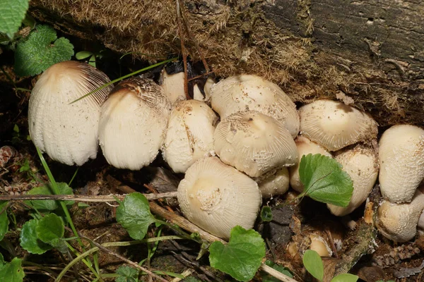 Nahaufnahme Junger Frühlingspilze Coprinus Radians Die Waldboden Fuße Des Nordkaukasus — Stockfoto