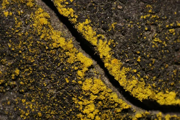 Kuzey Kafkasya 'nın eteklerindeki dağ eteğindeki bir ağacın kabuğunda yetişen Kafkas sarı yosunu.