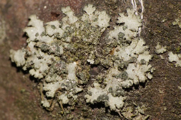 Makro Der Kaukasischen Buschigen Grauen Flechte Die Auf Einer Hainbuche — Stockfoto