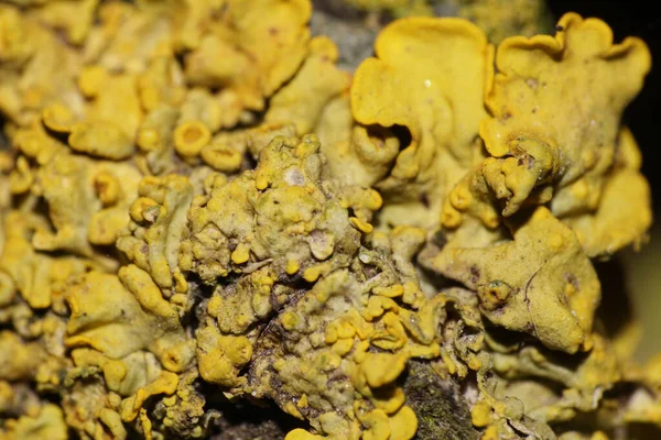 Macro Caucasian Bushy Жовтий Лишайник Росте Корі Дерева Гну Передгір — стокове фото