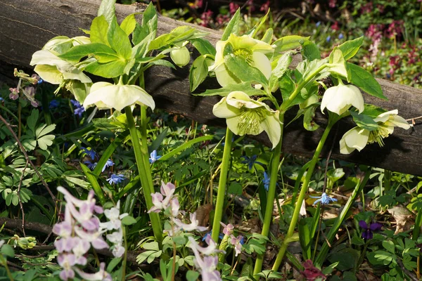 Primavera Prímula Heléboro Helleborus Caucasiano Com Flores Verdes Botões Floresta — Fotografia de Stock