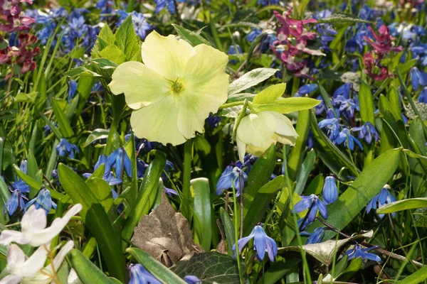 Весняна Перлина Helleborus Caucasian Зеленими Квітами Scilla Siberica Блакитними Квітами — стокове фото