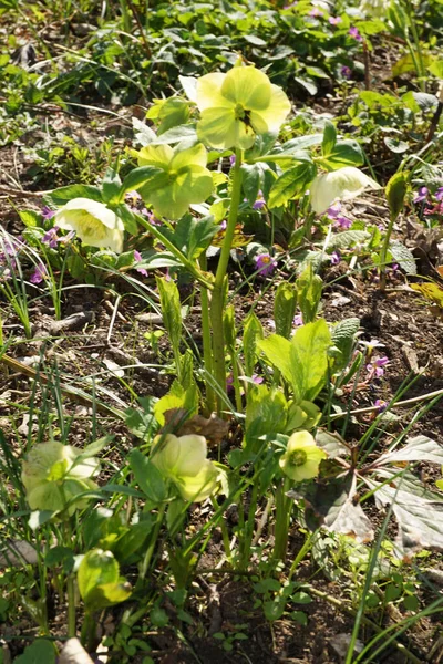 Primrose Hellebore Helleborus Caucasian Green Flowers Spring Forest Foothills North — Stock Photo, Image