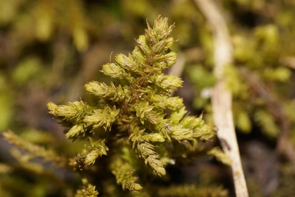 Macro Caucasian Moss Andreaea Petrophila Growing Stones Foothill Forest North — Stock Photo, Image