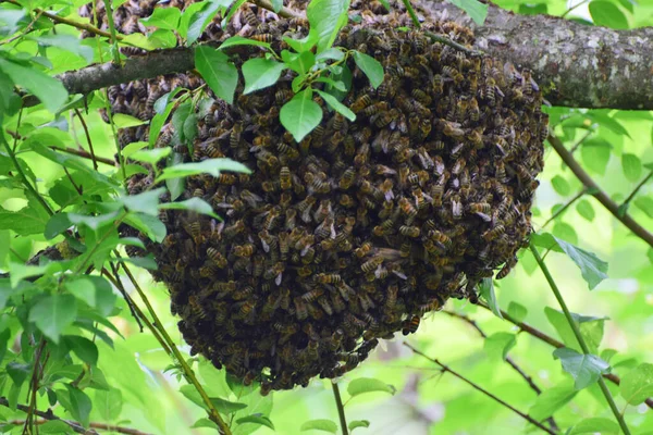 Молоді Бджоли Рої Apis Mellifera Caucasia Передгір Північного Кавказу Ліцензійні Стокові Фото