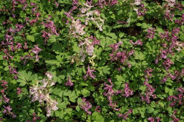 Çiçekli Corydalis Soda yeşil yaprakların arasında Pembe ve parlak çiçeklerle İlkbaharda bir çayırda Kuzey Kafkasya 'nın eteklerinde