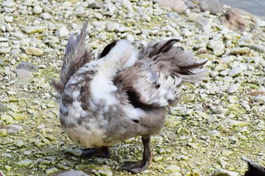  Koyu pençeli Anas platyrhynchos ördeği Kuzey Kafkasya 'nın eteklerindeki vahşi bir gölün kıyısında tüyleri kurutur.