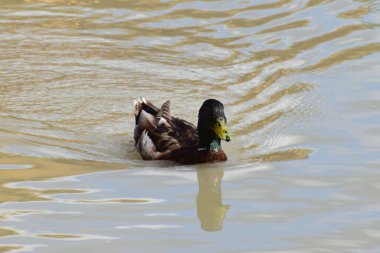  Erkek ördek Mallard Anas platyrhynchos ve çok renkli tüyleri Kuzey Kafkasya 'nın eteklerindeki gölün eteklerinde yüzer.                              