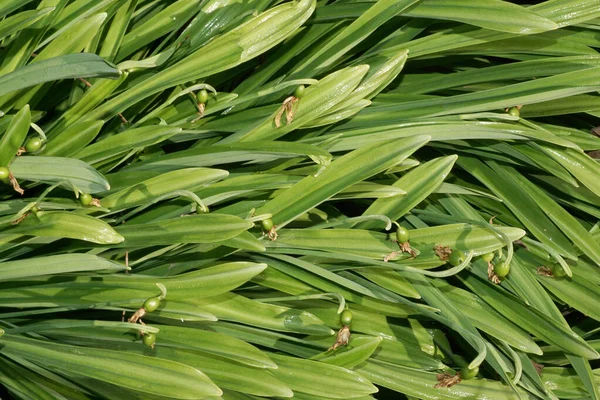 Kuzey Kafkasya 'nın eteklerindeki bir çayırda solmuş çiçekler ve yeşil yapraklarla bahar karları.                               