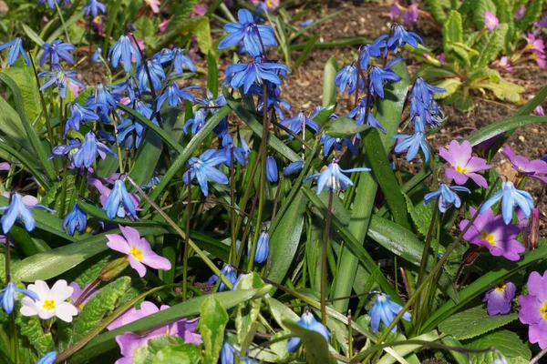  Scylla Scilla Siberica baharı mavi çiçeklerle ve Primula Primula denticulata pembe çiçeklerle Kuzey Kafkasya 'nın eteklerinde                              